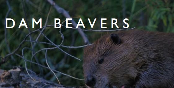 Dam Beavers (2009) постер